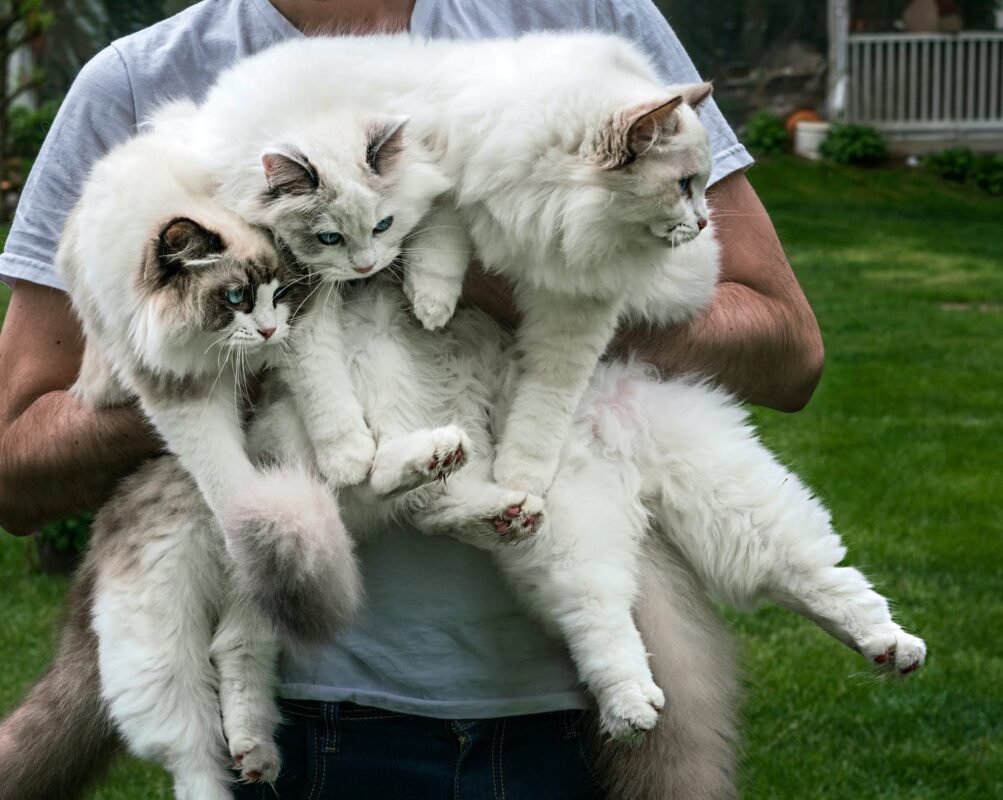 Ragdoll Kittens Cattery
